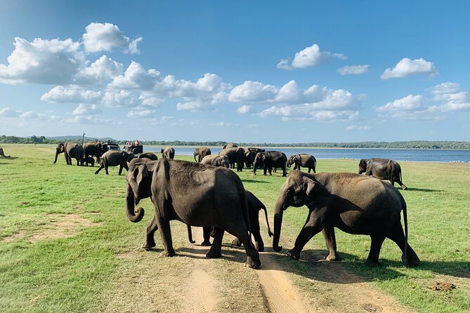 Private Jeep Safari at Minneriya National Park to Visit Elephants - Respectful driving makes a difference