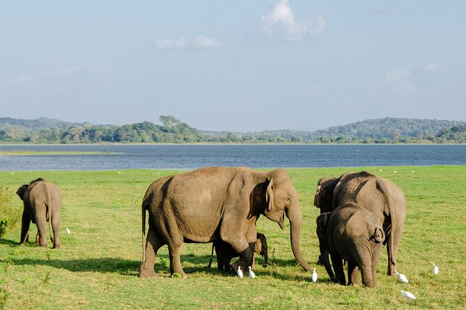 Private Jeep Safari at Minneriya National Park to Visit Elephants - What the guide adds to the experience