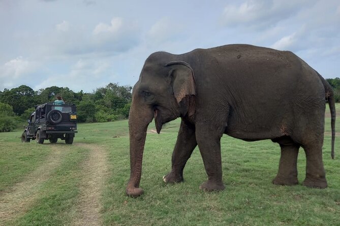 Private Jeep Safari at Minneriya National Park to Visit Elephants - The practical waits and small drawbacks