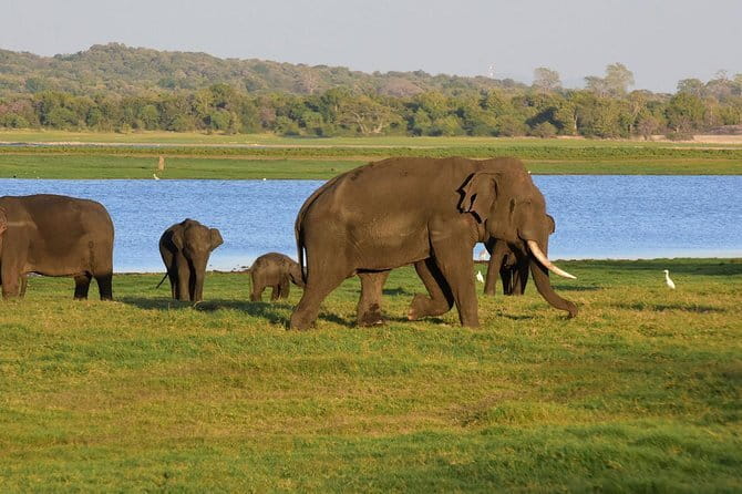 Private Jeep Safari To one of a Best National Park - Kaudulla National Park: a second route for the same wildlife area