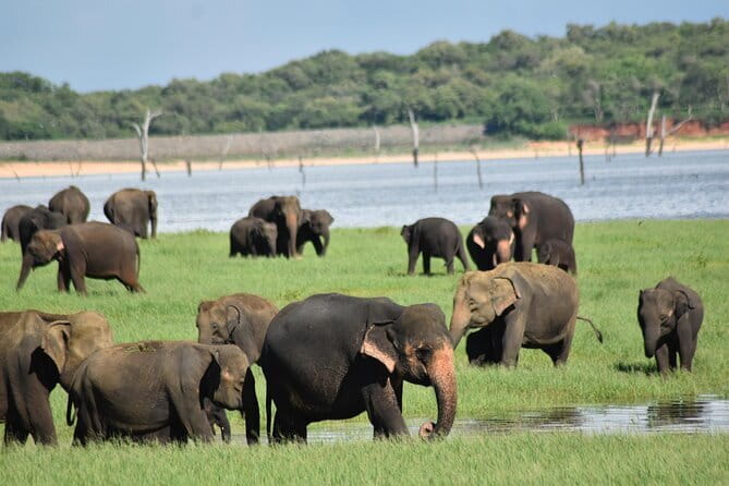 Private Jeep Safari To one of a Best National Park - What wildlife you can realistically hope to see