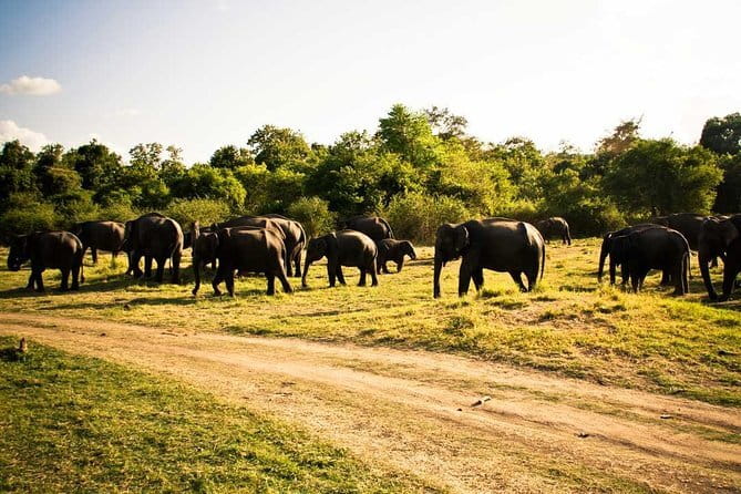 Private Jeep Safari To one of a Best National Park - Minneriya National Park: the classic choice