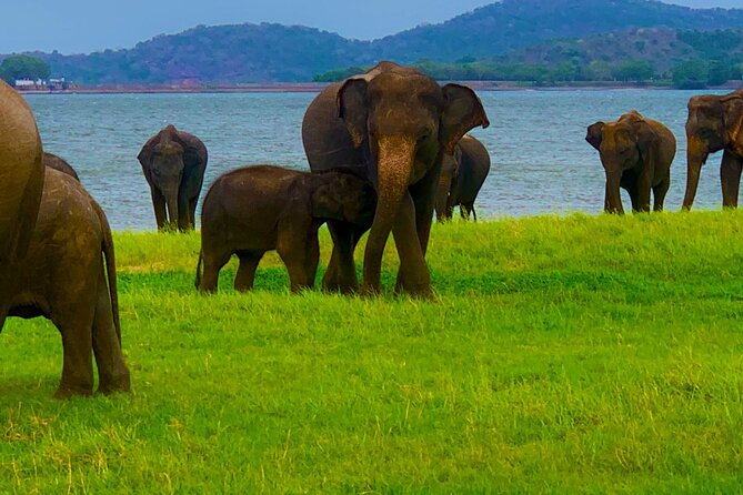 Private Polonnaruwa Ruins & Minneriya Safari Tour from Sigiriya - Three stupas in quick succession