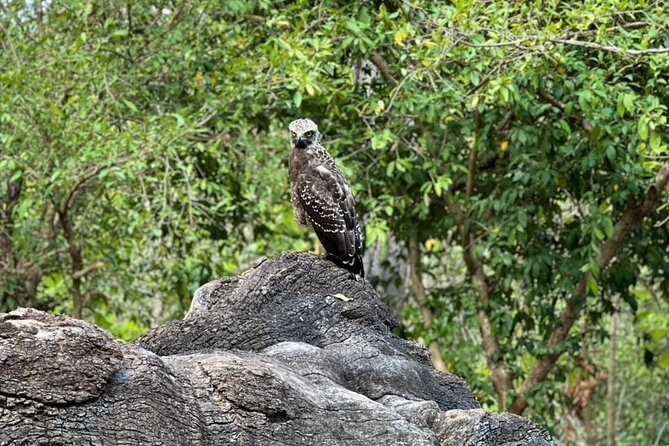 Private Safari Tours in Minneriya National Park - A private four-hour ride from your hotel