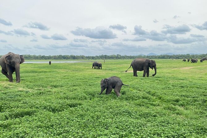 Private Safari Tours in Minneriya National Park - The elephant sightings you may remember most