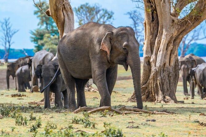 Private Safari Tours in Minneriya National Park - Birds and smaller wildlife between elephant sightings