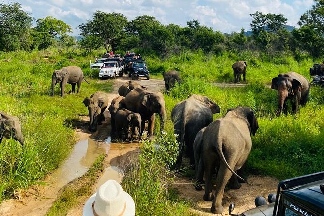 Private Safari Tours in Minneriya National Park - The real cost and what you receive for it