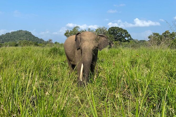 Private Safari Tours in Minneriya National Park - Practical details that affect your decision