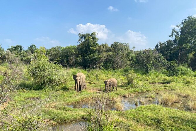 Private Safari Tours in Minneriya National Park - Who will get the most from this safari