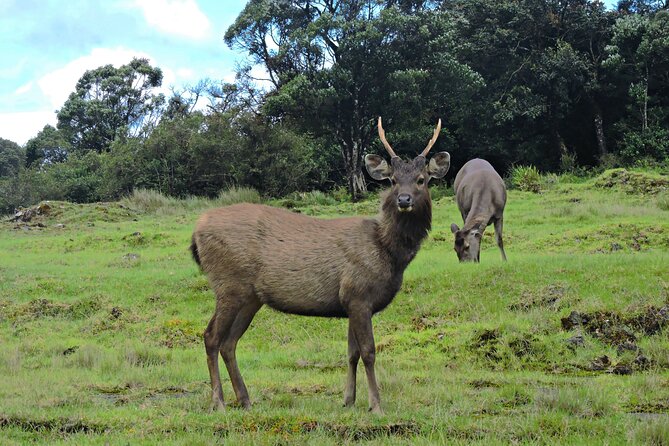 Private Tour in Horton Plains National Park ( World's End) with Pickup - The 5:30am ride from Nuwara Eliya