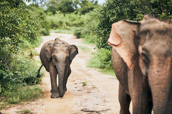 Private Tour: Udawalawe National Park Safari - Food, timing, and the real price