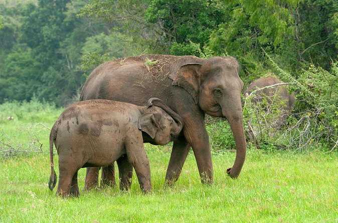 Private Tour: Udawalawe National Park Safari - Who will get the most from this safari