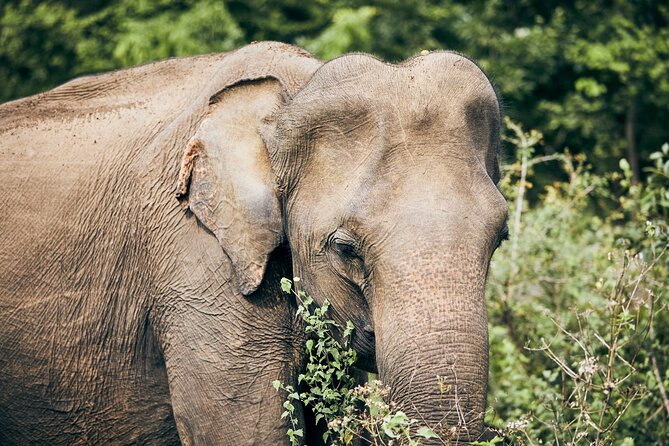 Private Tour: Yala National Park Safari - What the private Jeep changes