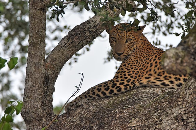 Private Tour : YALA National Park with Experienced Driver and Guide - The big three: leopard, elephant, and sloth bear