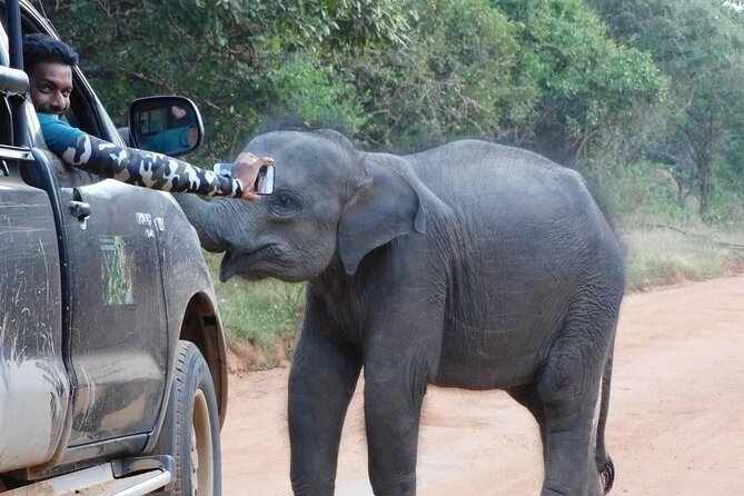 Private Tour : YALA National Park with Experienced Driver and Guide - Guides who make the difference