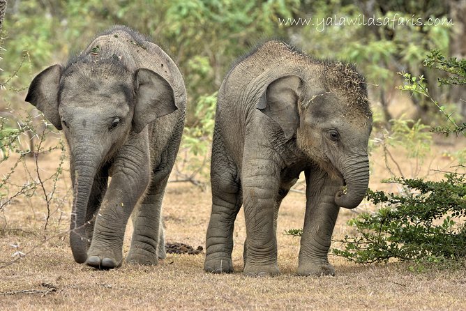 Private Tour : YALA National Park with Experienced Driver and Guide - What the $100 price covers