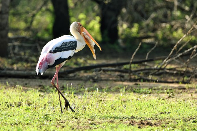 Private Tour : YALA National Park with Experienced Driver and Guide - Pickup, timing, and practical planning