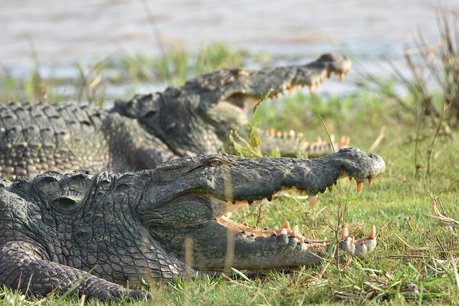 Private Tour : YALA National Park with Experienced Driver and Guide - The honest downside: long searches and uncertain sightings