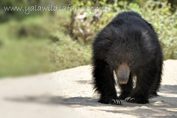 Private Tour : YALA National Park with Experienced Driver and Guide - What the safari itself feels like