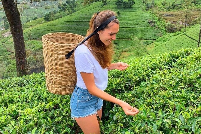 Private Transfer - Kandy to ella drop off and pick up - Price, group size, and real value