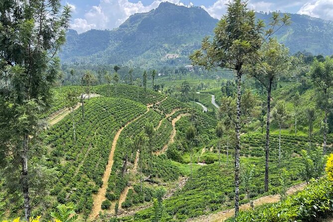 Private Transfer - Kandy to ella drop off and pick up - Small stops, snacks, and sightseeing requests