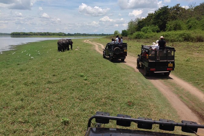 Private Trip to Sigiriya, Dambulla & safari from Colombo/ Negombo - Minneriya safari and the chance to see elephants