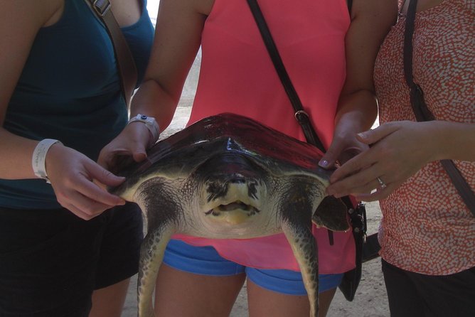 Private Tuk-Tuk Village Tour - From Bentota Hotels - Stop One: Induruwa’s Sea Turtle Conservation Project
