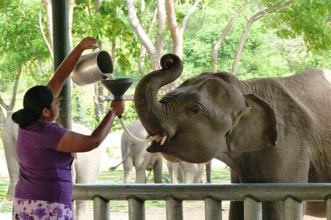 Private Udawalawa Safari Plus Elephant Transit Home Day Trip - Is $185 per person good value?