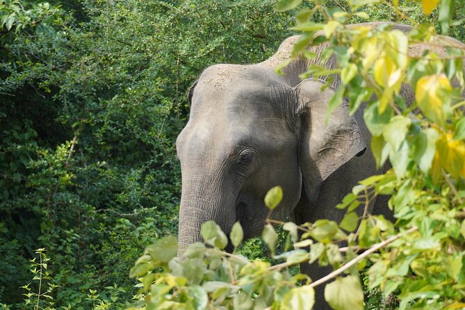 Private Udawalawe Safari Tour with Elephant Transit Home - Why Udawalawe makes a strong safari choice