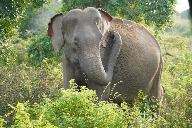 Private Udawalawe Safari Tour with Elephant Transit Home - What the guide adds to the day
