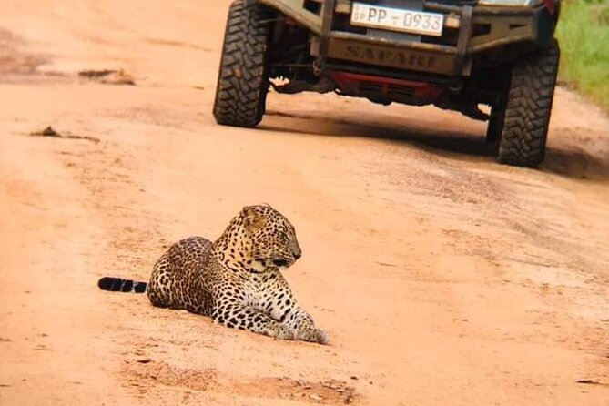 Private Wilpatu National Park Leopard safari from Colombo/Negambo - Why Wilpattu works for a quieter safari