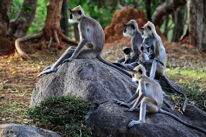 Private Yala Safari Day Trip & Exclusive Beach BBQ Dinner - The drawbacks you should weigh