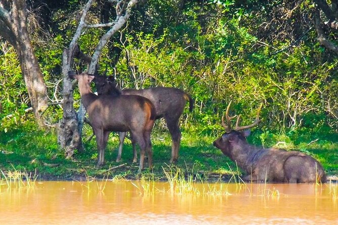 Private Yala Safari Full or Half Day Leopard Tour - Why the leopard focus works, with a warning about expectations