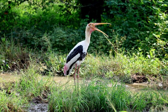 Private Yala Safari Full or Half Day Leopard Tour - What to bring for comfort and better sightings