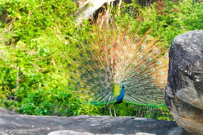 Private Yala Safari Full or Half Day Leopard Tour - Who will get the most from this safari