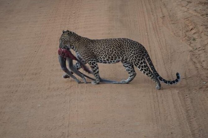 Private Yala Safari Full or Half Day Leopard Tour - Inside Yala: grassland, forest, lagoons, and coast