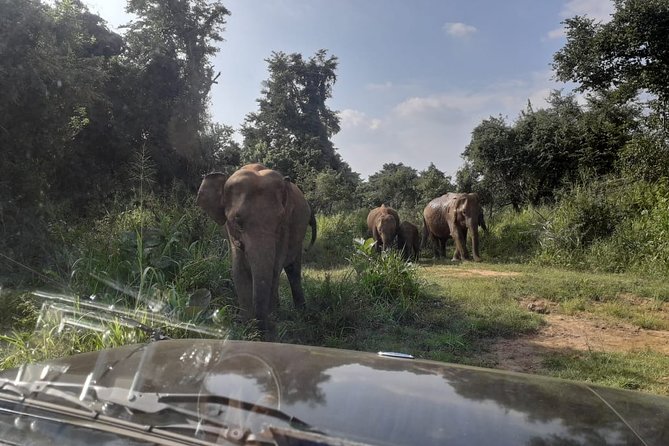 Rangiri Jeep Safari Sigiriya Lion Rock & Evening Jeep Safari - What the $45 price really covers