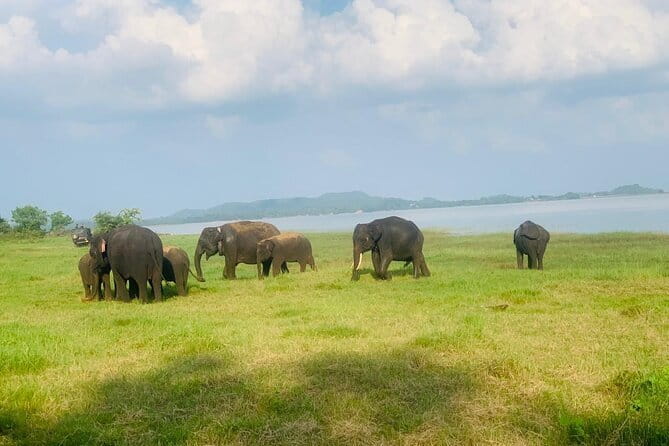 Safari Adventure in Minneriya national Park Sri Lanka - Inside Minneriya National Park for three hours