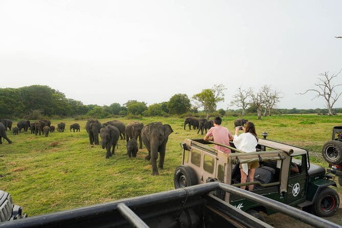 Safari Adventure in Minneriya national Park Sri Lanka - What Nuwan adds to the experience
