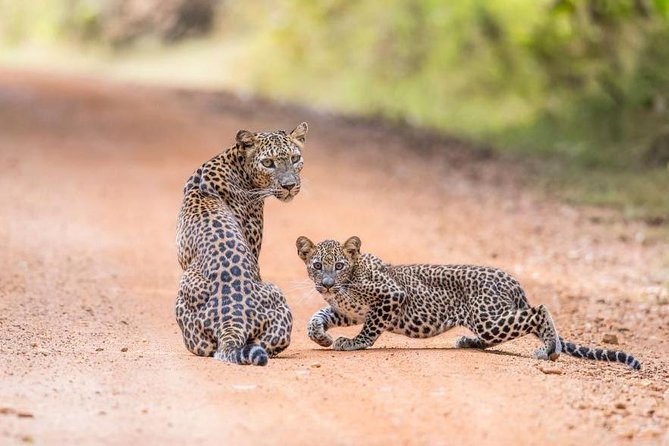 Safari at Wilpattu National Park from Negombo (All inclusive day tour) - Why Wilpattu makes this a serious wildlife day
