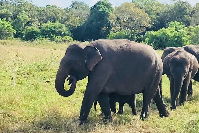 Safari Tour at Minneriya National Park - Key points at a glance
