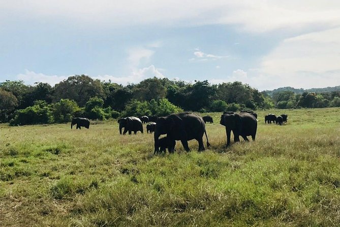 Safari Tour at Minneriya National Park - What the five-hour safari feels like
