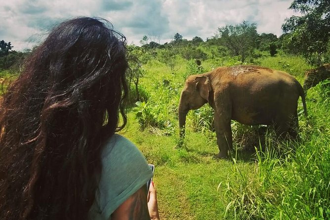 Safari Tour at Minneriya National Park - Beyond elephants: buffalo, mongoose, peacocks, and birds