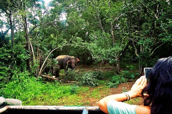 Safari Tour at Minneriya National Park - Is $76 a fair price?