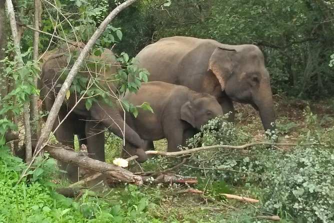 Safari Tour at Minneriya National Park - Choosing between Minneriya and Kaudulla
