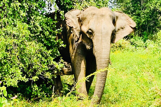 Safari tours in Udawalawa - Key points at a glance