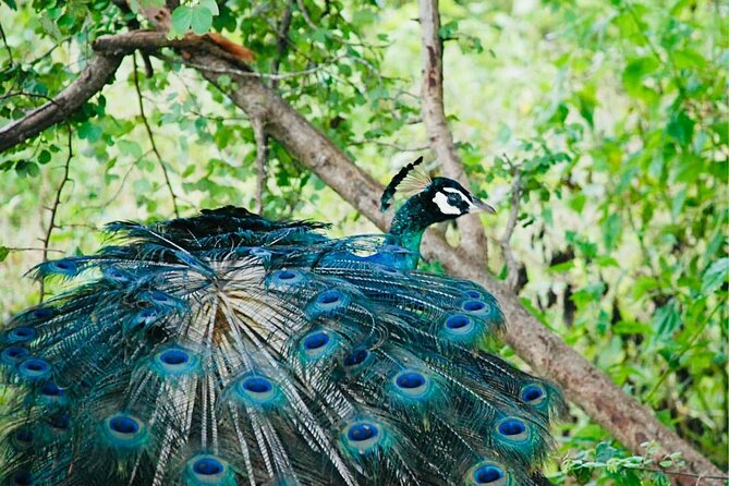 Safari tours in Udawalawa - Starting at Udawalawe National Park