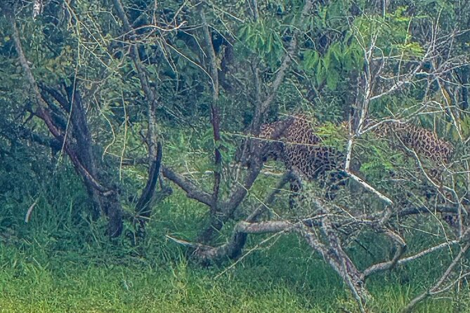 Safari with Sheran Udawalawe National Park - Sheran’s guiding style