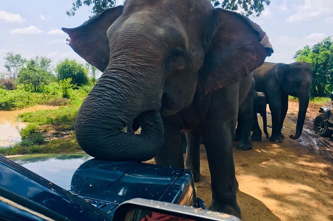 Safari with Sheran Udawalawe National Park - What the price really includes