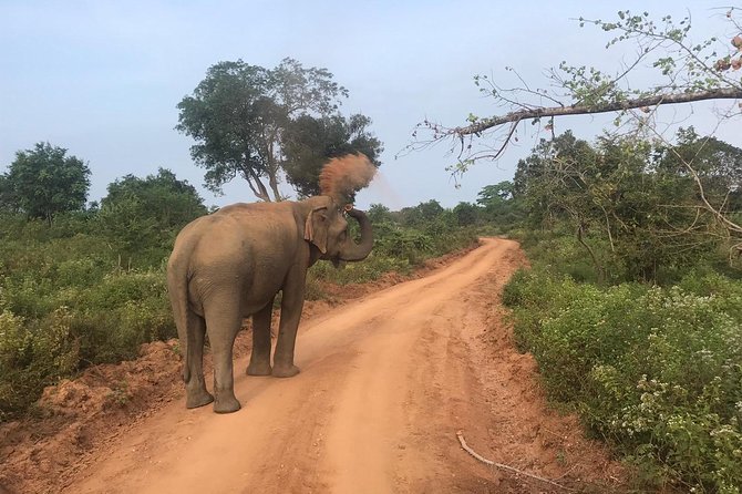 Safari with Sheran Udawalawe National Park - Who will enjoy this safari most